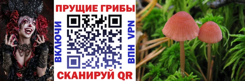 hydra ссылки  наркотики  Минеральные Воды  Псилоцибиновые грибы прущие грибы 
